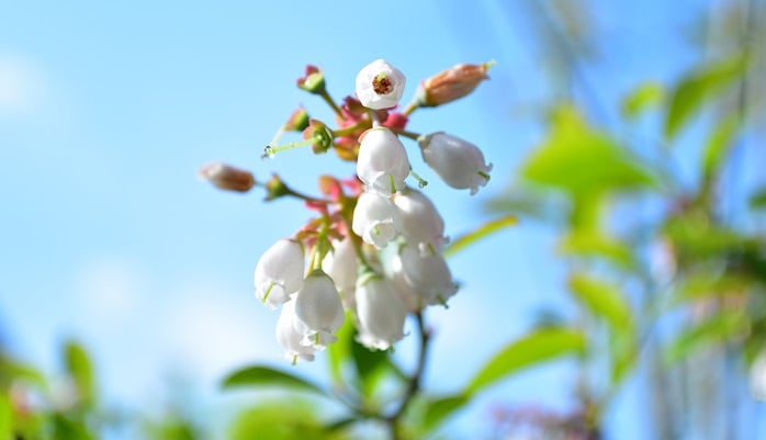 ブルーベリーの花言葉 種類 特徴 色別の花言葉 Lovegreen ラブグリーン