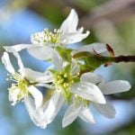 ジューンベリーの花言葉｜花や実の特徴、種類、花言葉の由来