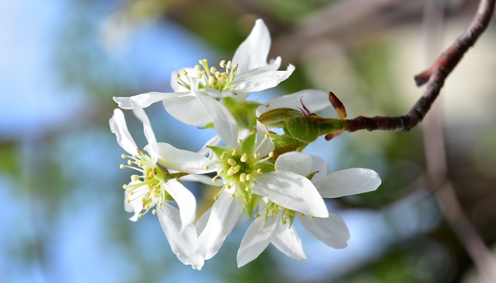 ジューンベリーの花言葉 特徴 種類別の花言葉 Lovegreen ラブグリーン