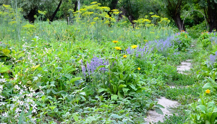 花も収穫も楽しめる 美しい家庭菜園ポタジェガーデンの作り方 Lovegreen ラブグリーン