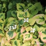 斑入りドクダミ