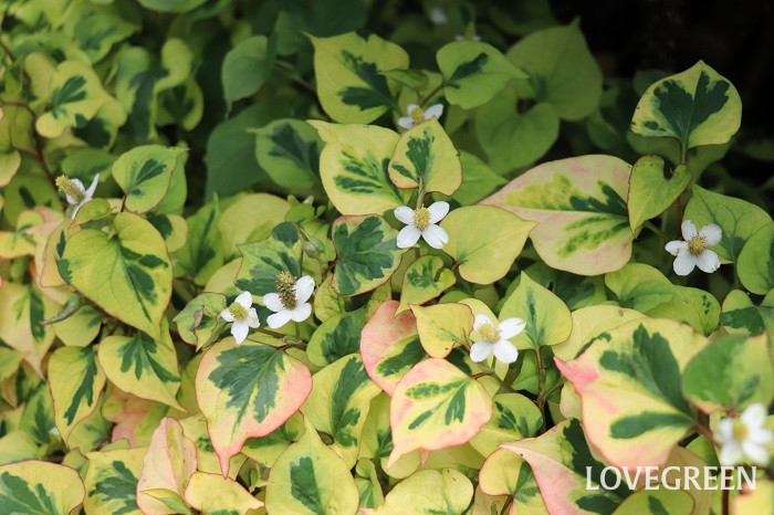 ドクダミの育て方・栽培方法 | LOVEGREEN(ラブグリーン)