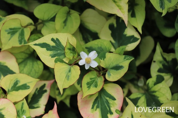 ドクダミ 斑入り ドクダミ 斑入り