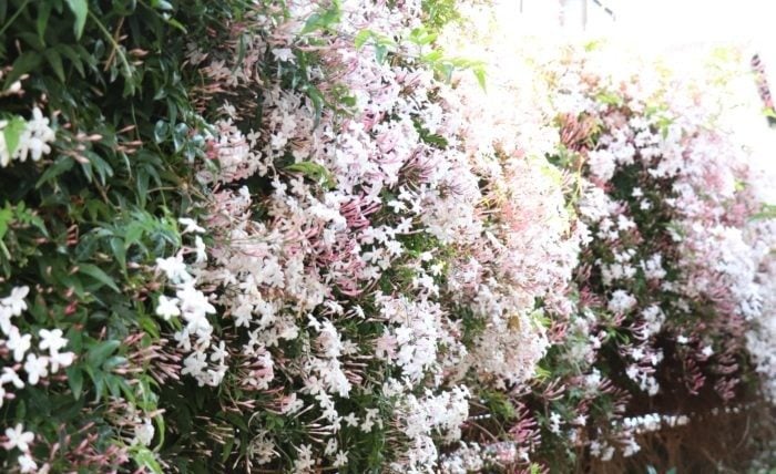 この写真は、既存のフェンスにハゴロモジャスミンをはわせて目隠し効果を高めた例です。