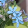 ブルースター 花言葉 特徴