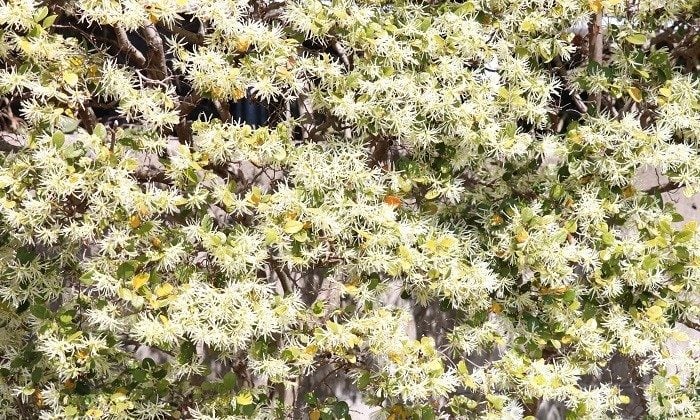 テラスの目隠しといえば、生け垣。