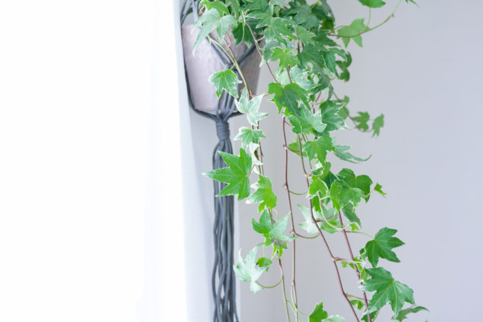 初心者でも育てやすく、観葉植物デビューにはおすすめのヘデラ。爽やかなグリーンと淡い模様は、お部屋の窓辺に最適なインテリアグリーンです。