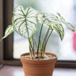 【観葉植物の植え替え方法】ベストな時期やおすすめの土と鉢