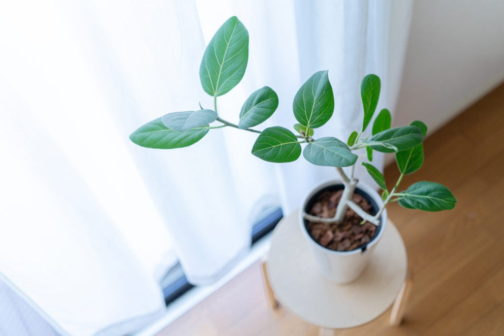 フィカス・ベンガレンシス