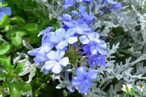 青い花一覧|春夏秋冬の季節ごとに画像つきでご紹介 | LOVEGREEN(ラブグリーン)