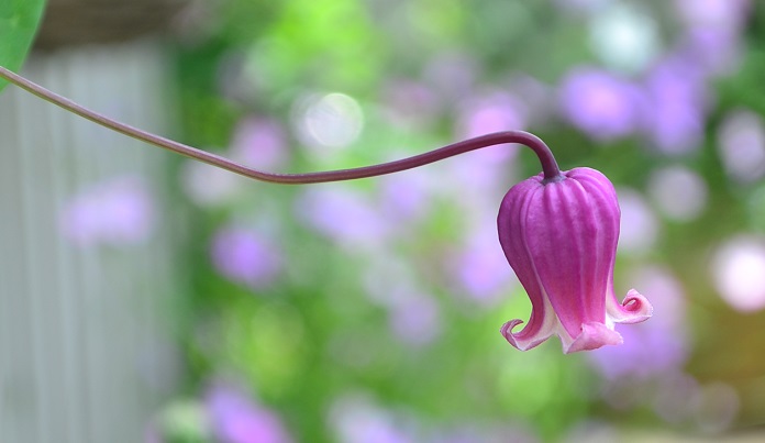 人気の壺型クレマチス | ヴィオルナ系クレマチス | LOVEGREEN(ラブ