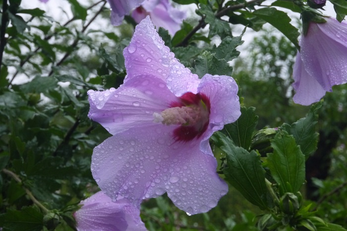 薄紫に中心は濃いピンク、フリルのような花びらが印象的な一重咲きのムクゲです。