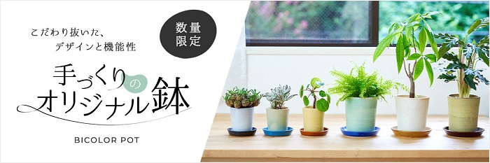 春から秋がおすすめ 観葉植物の植え替え Lovegreen ラブグリーン