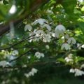 白い花が咲く木をどれくらい知っていますか?春から冬まで、白い花が咲く木をずらりと40種類紹介します。写真付きなので、名前を調べるためにも使えます!好みの白い花が咲く木を見つけてください。