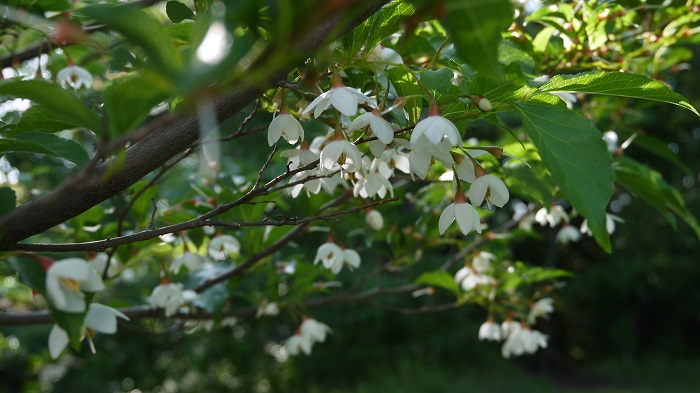 白い花が咲く木45選を季節ごとに紹介！木の名前がわかります 