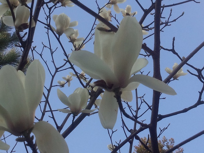 3 月 白い 花