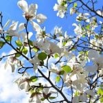 マグノリアの花言葉｜花の特徴、種類別の花言葉