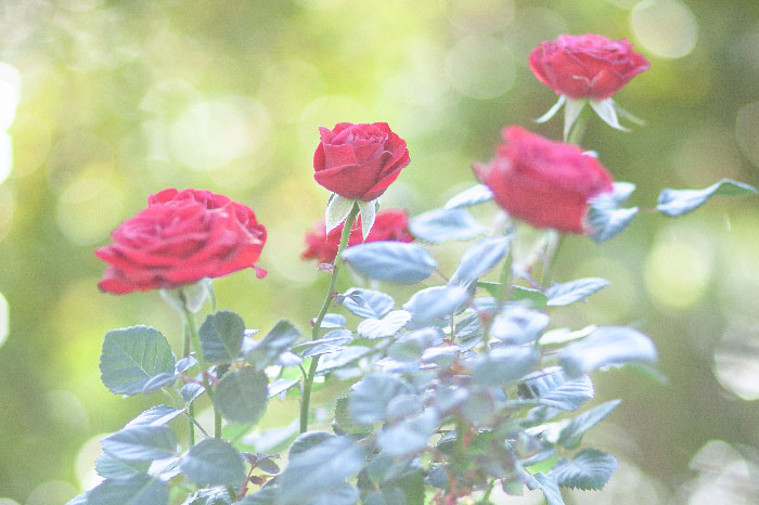 バラ 薔薇 の花言葉 種類 特徴 色 本数別の花言葉 Lovegreen ラブグリーン