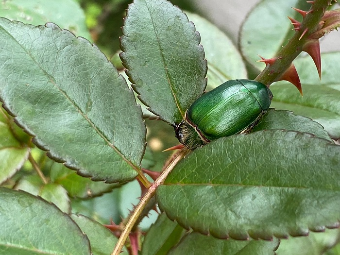 コガネムシは体長17mm～23mmほどのきれいな緑色の甲虫で、発生時期について幼虫は一年中、成虫は5～8月です。成虫は葉を食害するため、大量発生するとあっという間に葉がレース状に食べられてしまうなどの被害があります。
