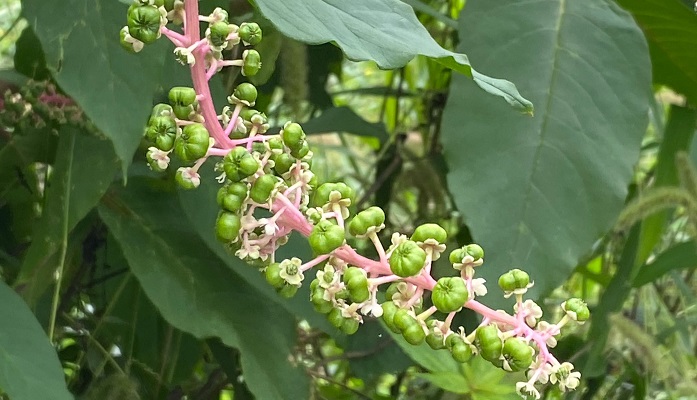 ヨウシュヤマゴボウの花言葉 種類 特徴 色別の花言葉 Lovegreen ラブグリーン