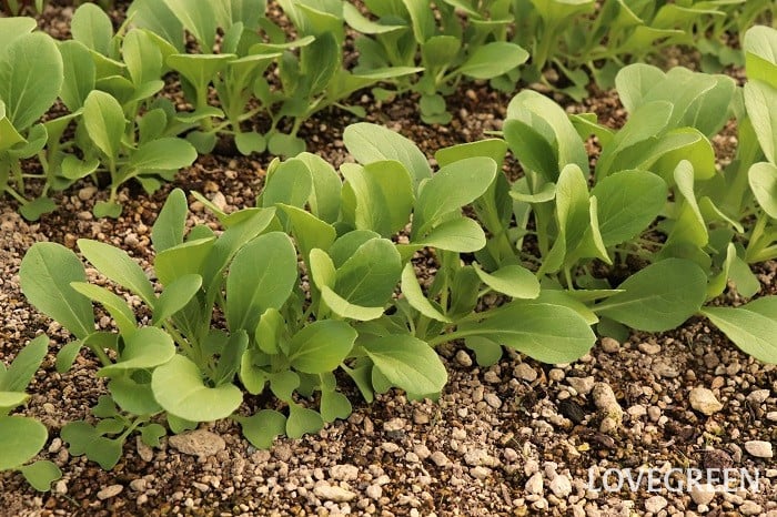 小松菜 コマツナ 小松菜 コマツナ