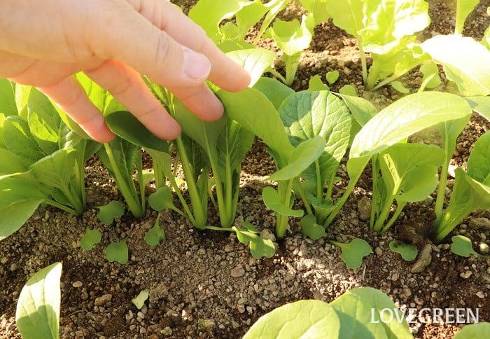 小松菜 コマツナ 小松菜 コマツナ