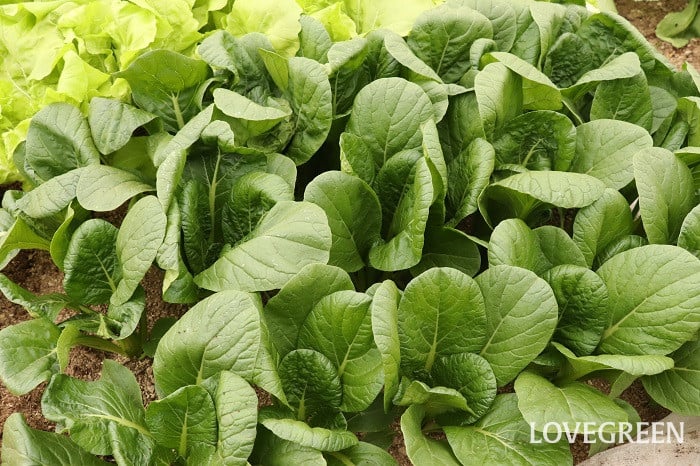 小松菜 コマツナ 小松菜 コマツナ