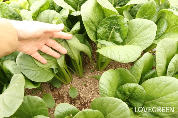 小松菜 コマツナ 小松菜 コマツナ