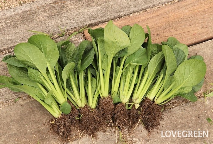 小松菜 コマツナ 小松菜 コマツナ