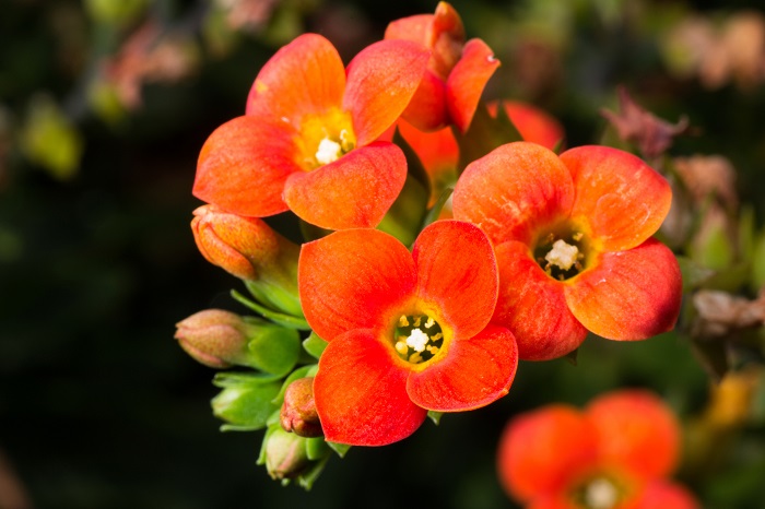 科名：ベンケイソウ科 開花期：1~5月 分類：多年草（多肉植物） カランコエは冬に色鮮やかな花を咲かせる多肉植物です。花だけでなく、葉もバリエーションに富んでいて観賞価値が高いのが特徴です。