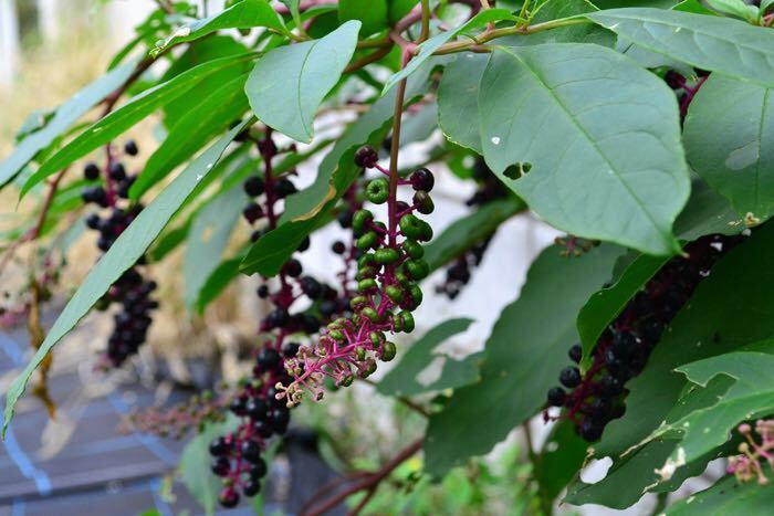 ヨウシュヤマゴボウは北米原産の大型多年草で、草丈1～2ｍほどになり、公園や住宅地などで見かけることができます。夏～秋にかけて白い花を咲かせ、花びらが落ちると中心の実がグリーン色になった後、紫色に変化します。日本に古くから自生して食用にもされているヤマゴボウと違い、ヨウシュヤマゴボウは全草に毒性があり、特に根の誤食と種子を口にしないよう注意が必要です。