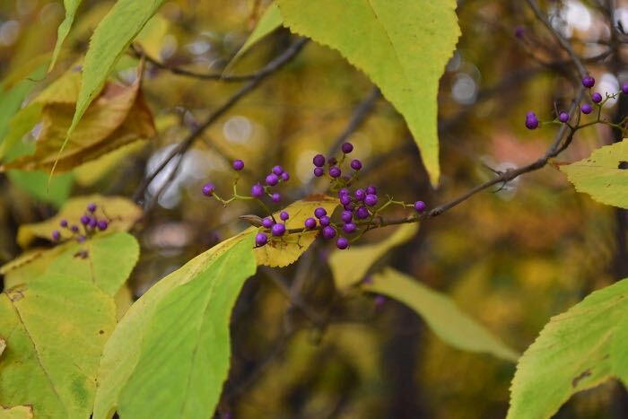 ムラサキシキブ 紫式部 の花言葉 種類 特徴 色別の花言葉 Lovegreen ラブグリーン