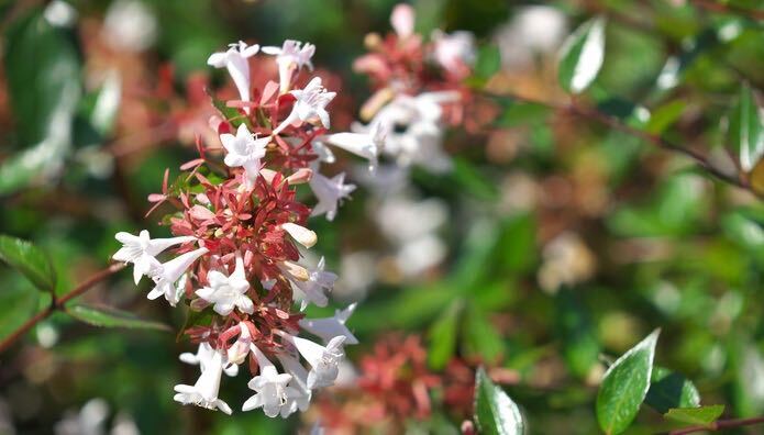 アベリアの花言葉 種類 特徴 色別の花言葉 Lovegreen ラブグリーン