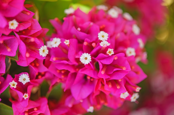 ブーゲンビリアの花