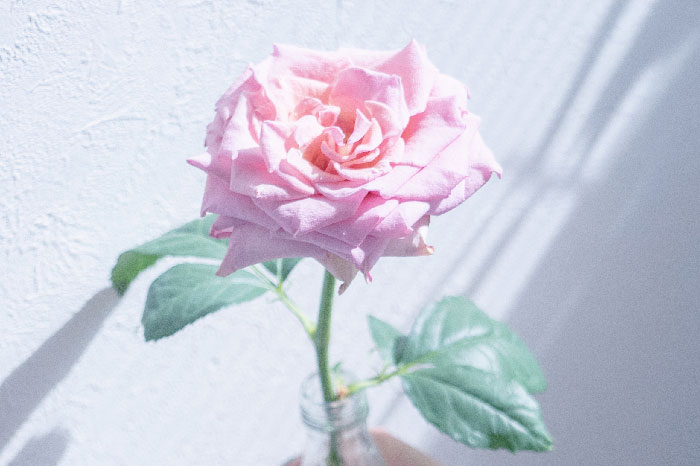 バラ 薔薇 の花言葉 種類 特徴 色 本数別の花言葉 Lovegreen ラブグリーン