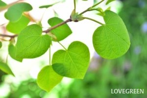 シンボルツリーで人気！ハートの葉っぱのマルバノキの魅力と育て方 | LOVEGREEN(ラブグリーン)