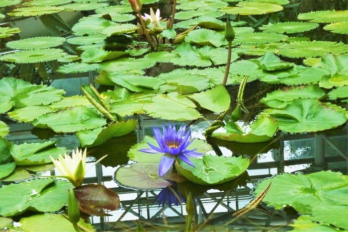 英名：water lily 睡蓮（スイレン）は英語でwater lily（ウォーターリリー）と言います。蓮（ハス）の英名はlotus（ロータス）です。