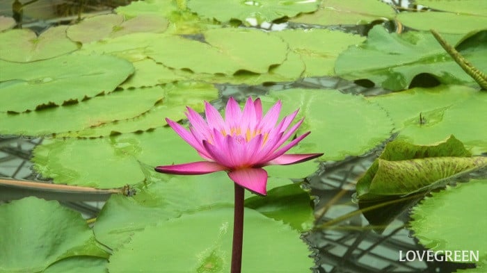 熱帯スイレン2 睡蓮(スイレン)の特徴 スイレン科 花:水面に浮くように、あるいは少し水面から立ち上がって咲く。花後は水中に沈む。 葉:水面に浮いているように見える。表面に光沢があり円形で、切れ込みがある。水を弾かない。 蓮(ハス)の特徴 ハス科 花:水面から1m以上高く茎を伸ばした先に咲く。花の直径は20㎝くらい(チャワンバスは10㎝程度) 葉:水面から高く伸びた先に葉を広げる。光沢はなく水を弾く。丸く大きな一枚の葉。 睡蓮(スイレン)と蓮(ハス)の見分け方のポイント 草丈の違い 蓮(ハス)は水面より1m以上高く茎を伸ばしその先に葉や花をつけるのに対し、睡蓮(スイレン)は水面に浮かぶように葉や花をつけます。 花のサイズの違い 品種にもよりますが、蓮(ハス)の花径は概ね20㎝程度なのに対して、睡蓮(スイレン)は花径約10㎝程度と、蓮(ハス)に比べて小ぶりです。 花の色の違い 蓮(ハス)の花色は、ピンク、白、黄色です。対して睡蓮(スイレン)は白、黄色、ピンク、赤、紫、青紫、青などがあります。