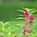 ホウセンカ（鳳仙花）の花言葉や種類、特徴をご紹介！ホウセンカ（鳳仙花）は、東アジアを中心に自生する植物。日本の気候にとても合っているので育てやすく、小学校の教材として使われるなどとても親しみがあります。