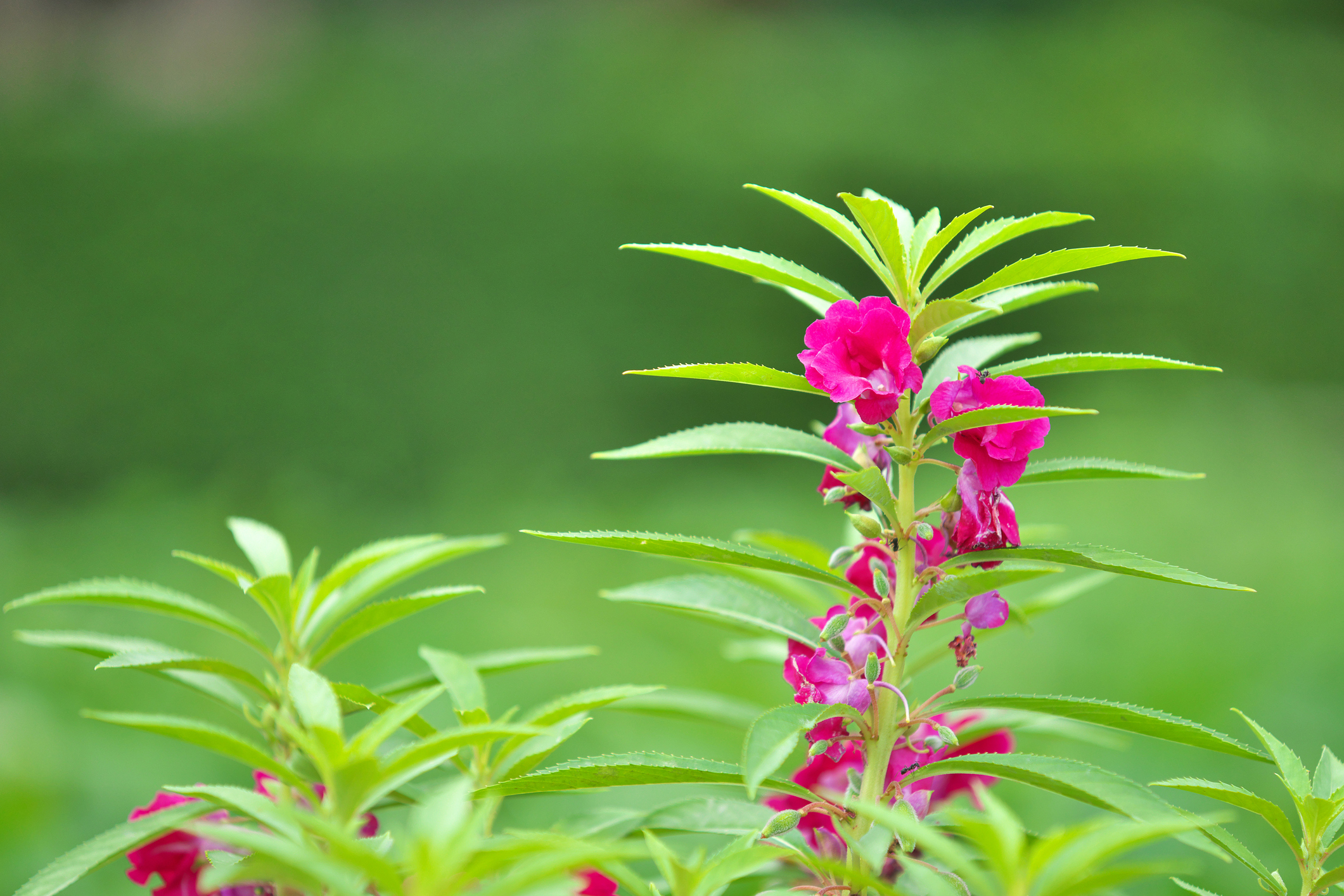 ホウセンカ（鳳仙花）の花言葉や種類、特徴をご紹介！ホウセンカ（鳳仙花）は、東アジアを中心に自生する植物。日本の気候にとても合っているので育てやすく、小学校の教材として使われるなどとても親しみがあります。