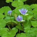 睡蓮（スイレン）とはどんな花なのでしょう。睡蓮（スイレン）の花咲く季節をご存知ですか。睡蓮（スイレン）の種類や育て方、英語の名前、睡蓮（スイレン）と蓮（ハス）の見分け方まで、睡蓮（スイレン）の魅力をとことん紹介します。