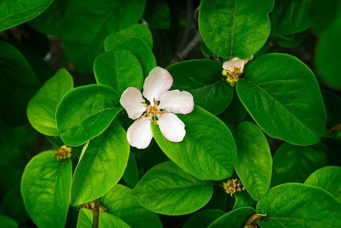 マルメロ 西洋カリン の花言葉 種類 特徴 色別の花言葉 Lovegreen ラブグリーン