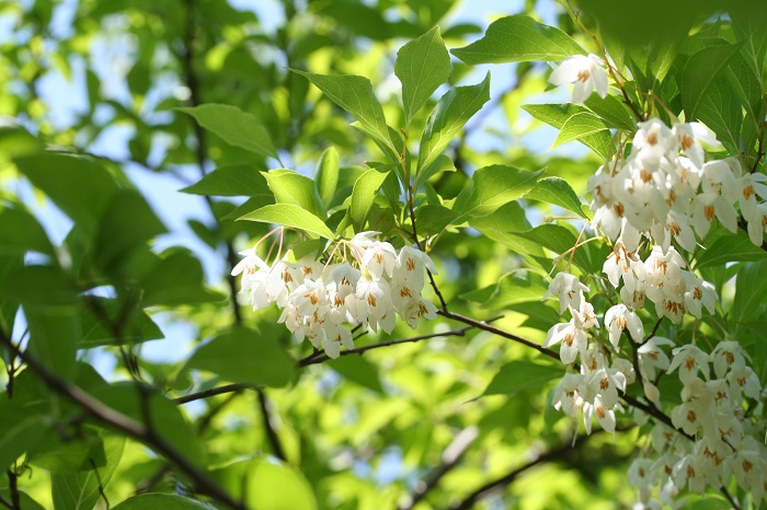 エゴノキの花言葉 種類 特徴 色別の花言葉 Lovegreen ラブグリーン