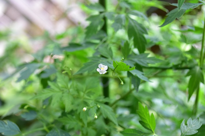 フウセンカズラは7月～9月に白い花が開花します。花の開花後、フウセン型の実ができます。