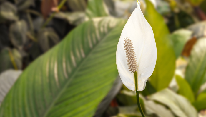 スパティフィラムの花言葉や種類、特徴をご紹介！スパティフィラムは花のように見える白い苞が美しい観葉植物。室内で育てることが多いですが、暖かい季節は外の半日陰でも楽しむことができます。