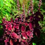 コリウスの育て方 Lovegreen ラブグリーン