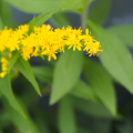 アキノキリンソウ（秋の麒麟草）の花言葉や種類、特徴をご紹介！アキノキリンソウは、晩夏から秋にかけてキリンソウに似た黄色い花を咲かせる多年草。日本全国の日の当たる山野に自生しています。