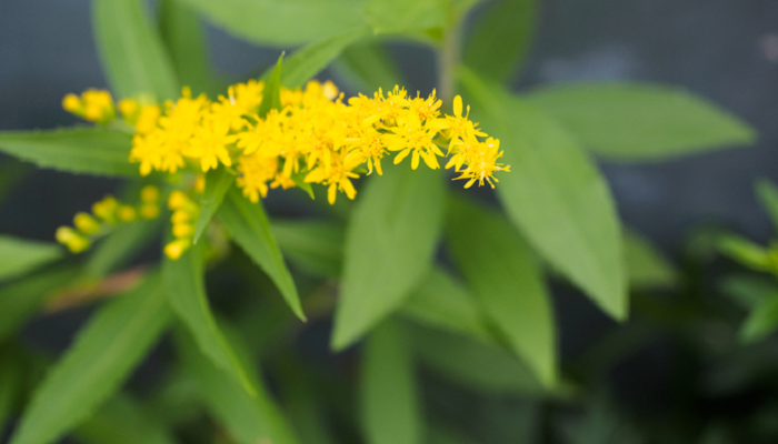 アキノキリンソウ（秋の麒麟草）の花言葉や種類、特徴をご紹介！アキノキリンソウは、晩夏から秋にかけてキリンソウに似た黄色い花を咲かせる多年草。日本全国の日の当たる山野に自生しています。