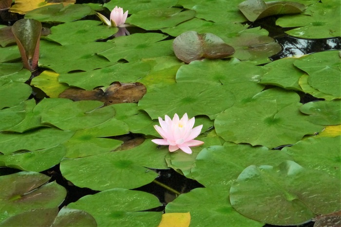 睡蓮（スイレン）は、印象派の画家クロード・モネの描いた絵画でも有名な花です。クロード・モネは、フランスのジベルニー村にある自宅の庭の池に咲く睡蓮（スイレン）をモチーフとした作品を何十枚も描きました。  モネの庭に咲いているのは水に浮かぶように咲く睡蓮（スイレン）の花で、蓮（ハス）ではありません。クロード・モネが描いたのは、間違いなく睡蓮（スイレン）の花です。