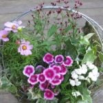 9月の寄せ植えに使いたい花10選とカラーリーフ5選